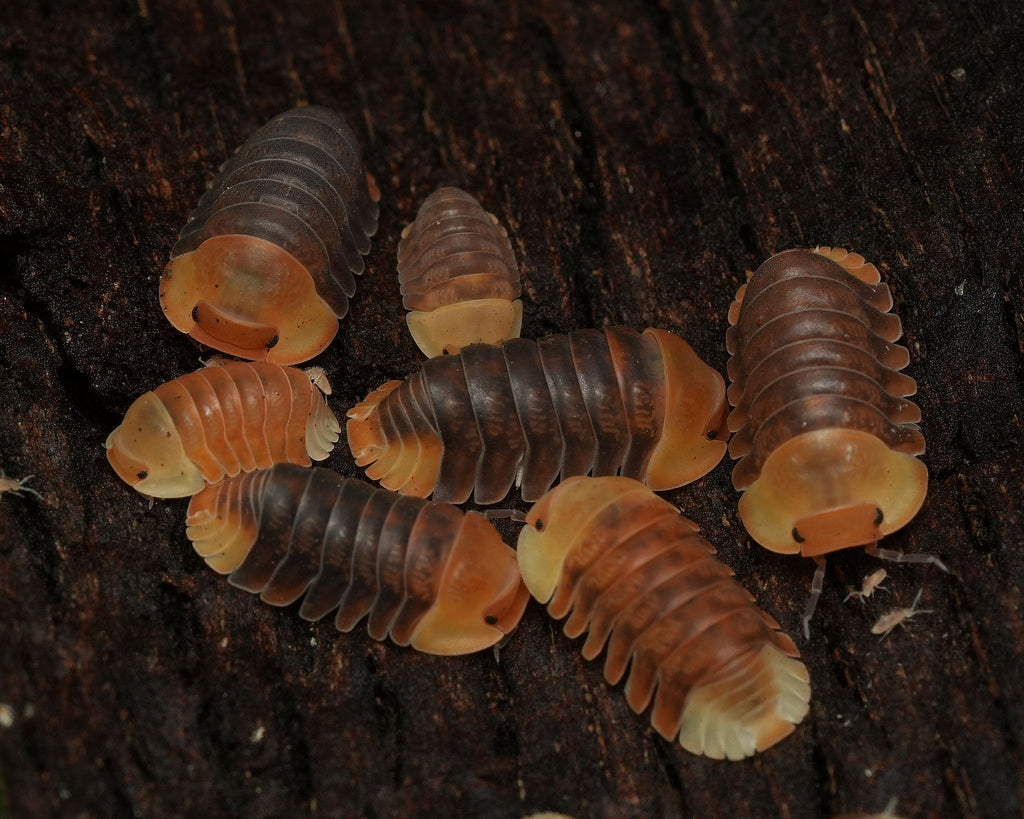 A group of rubber ducky isopods