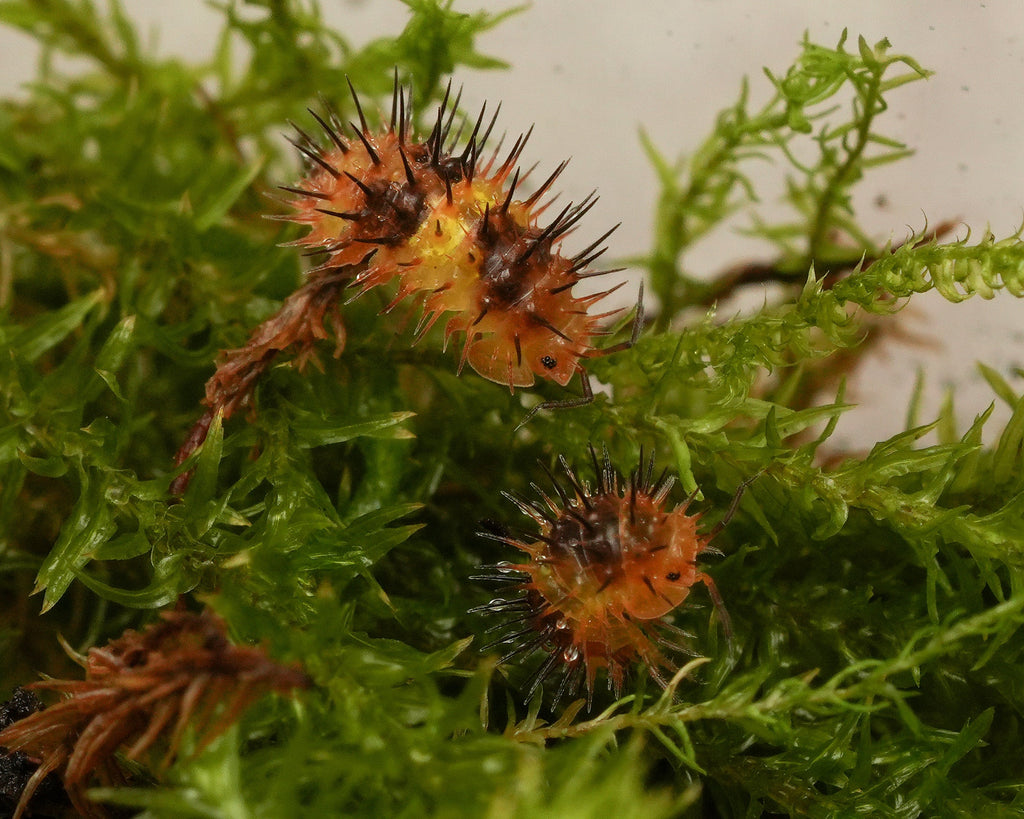 two durian spiky isopods on some green moss