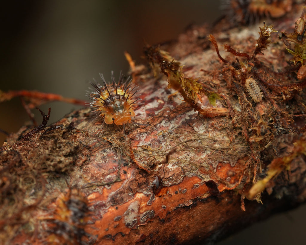 A durian spiky isopod and a baby on a stick with some lichen and dried moss
