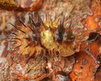 a close up image of a Durian spiky isopod