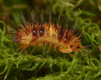 a durian spiky isopod on some green moss