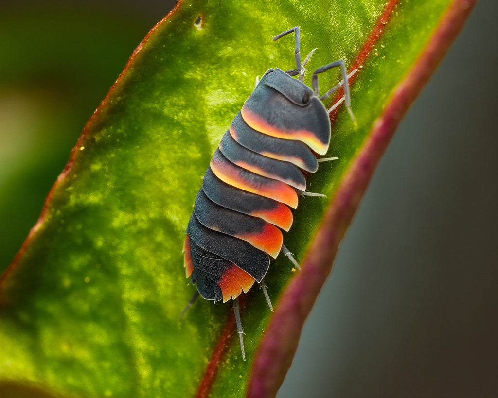 Ardentiella ember bee isopod sittin on a leaf