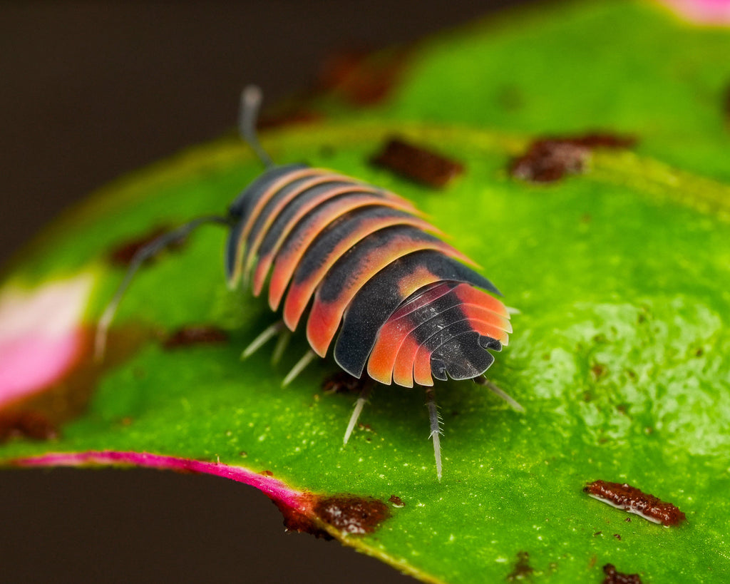 The backside of an ardenitella ember bee isopod