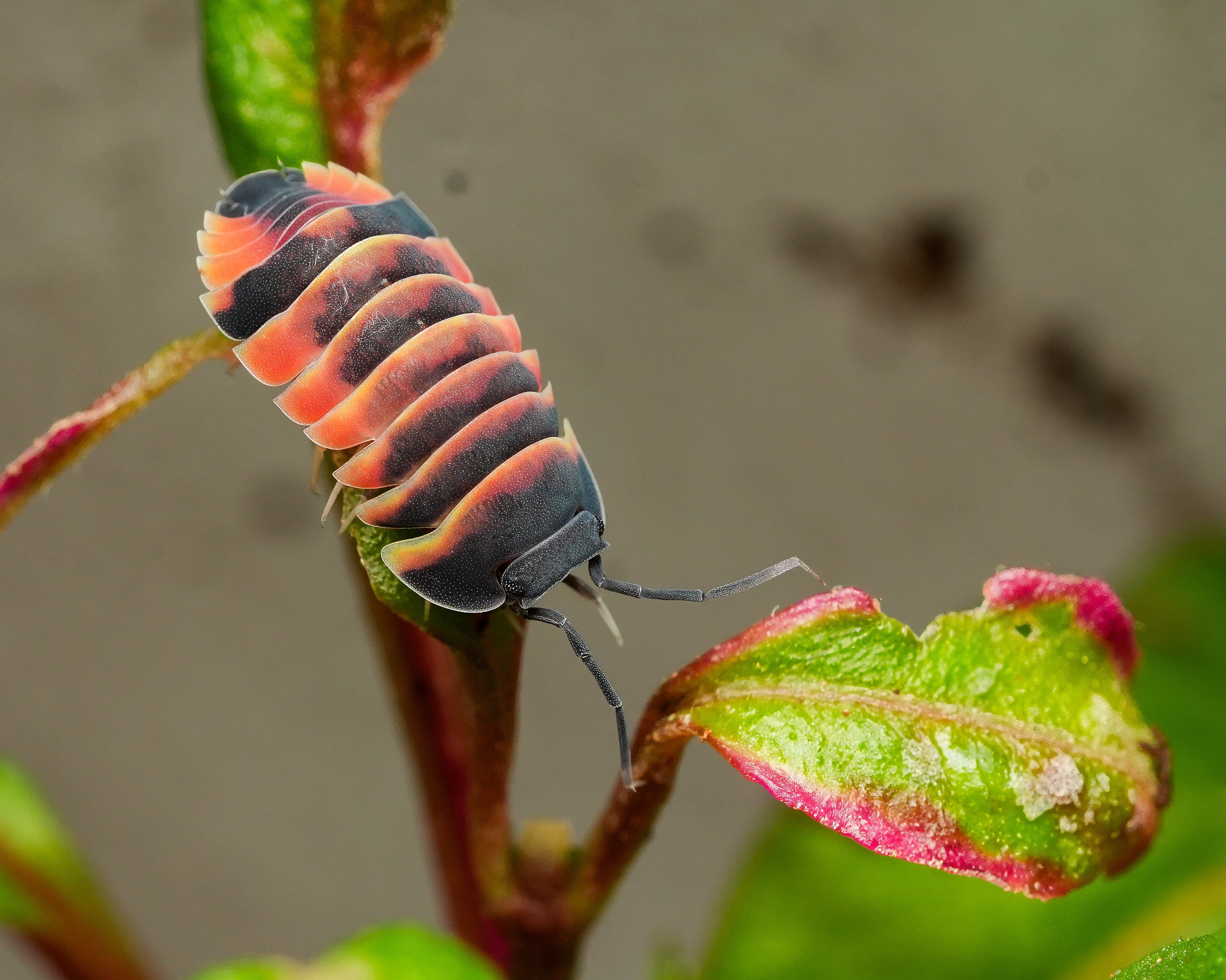 Ardentiella ember bee isopod about to eat a leaf