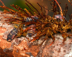 a group of juvenille ardentiella ember bees