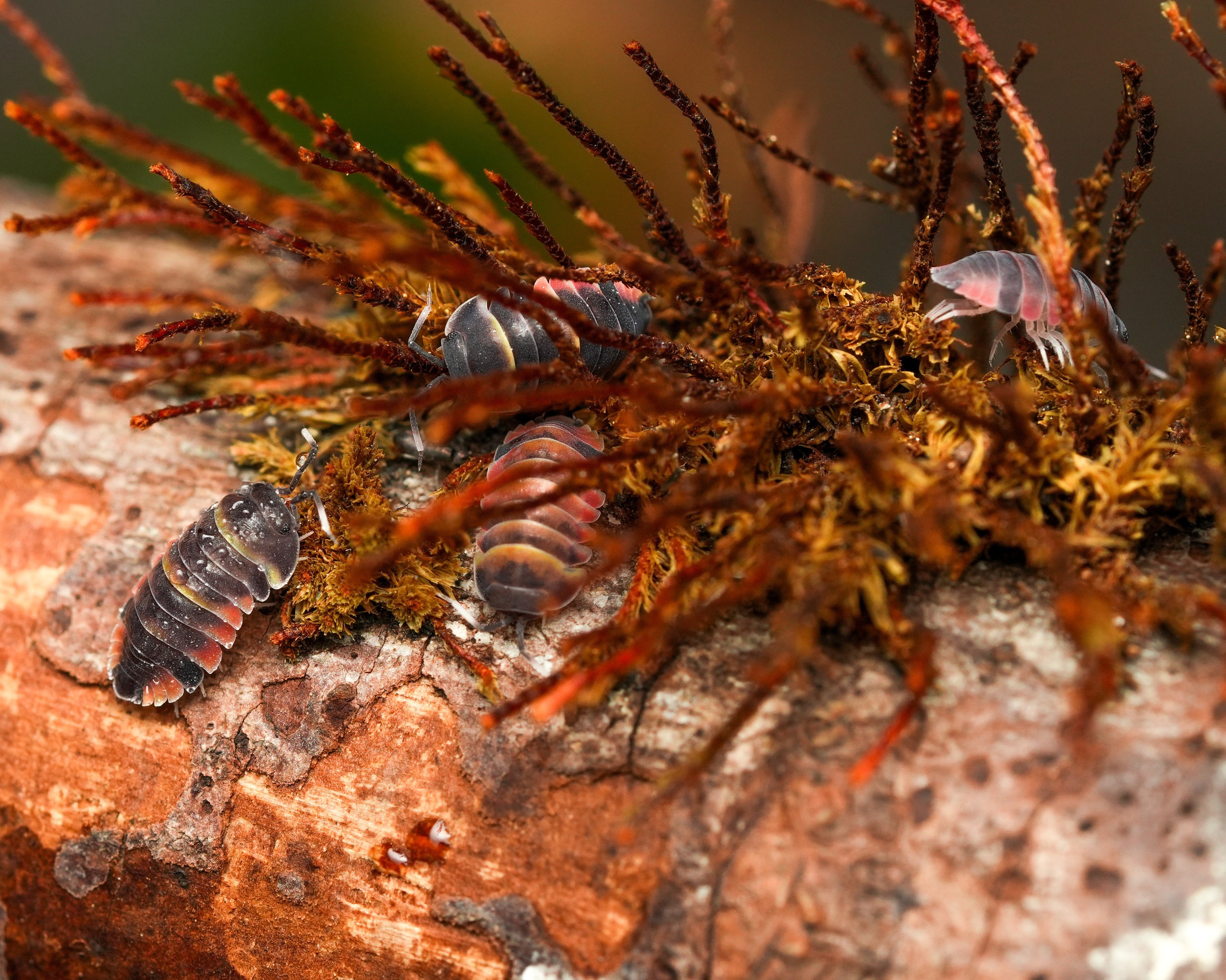 a group of juvenille ardentiella ember bees