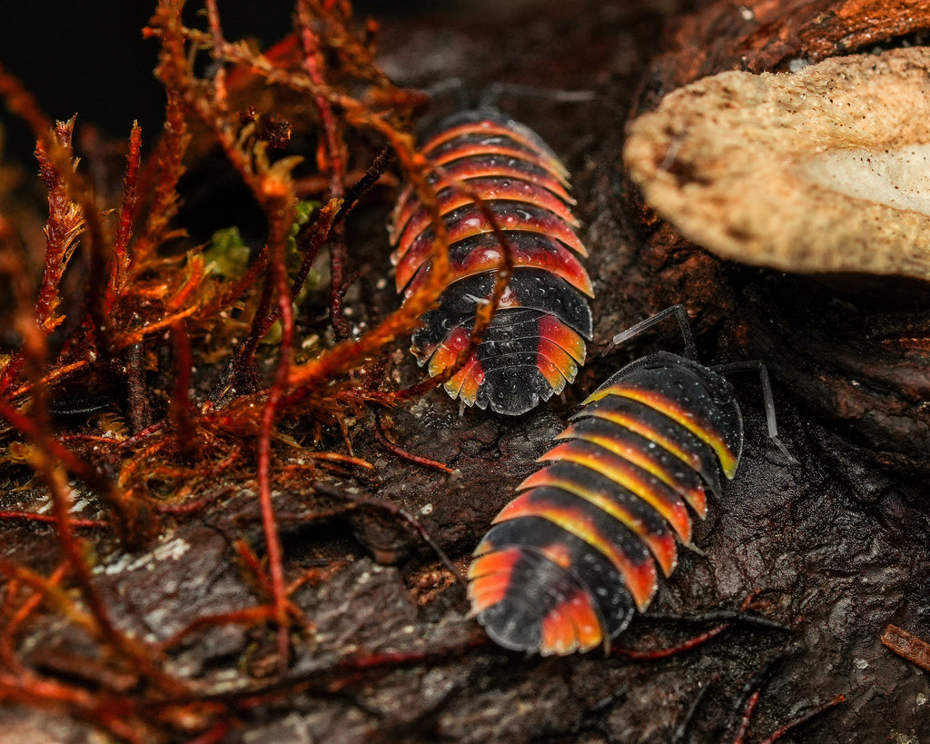 two Ardentiella ember bee isopods on the dirt against a dark background