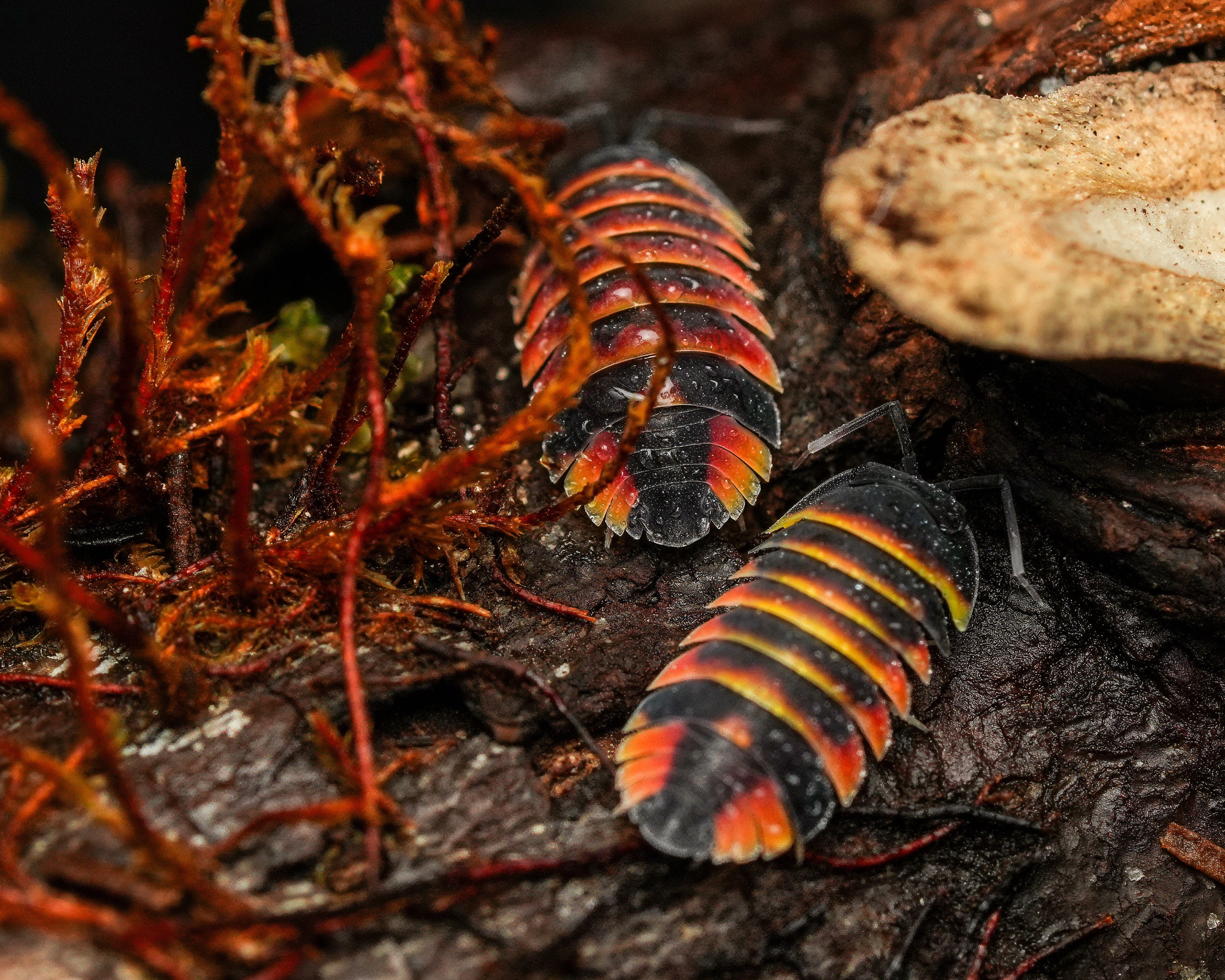two Ardentiella ember bee isopods on the dirt against a dark background