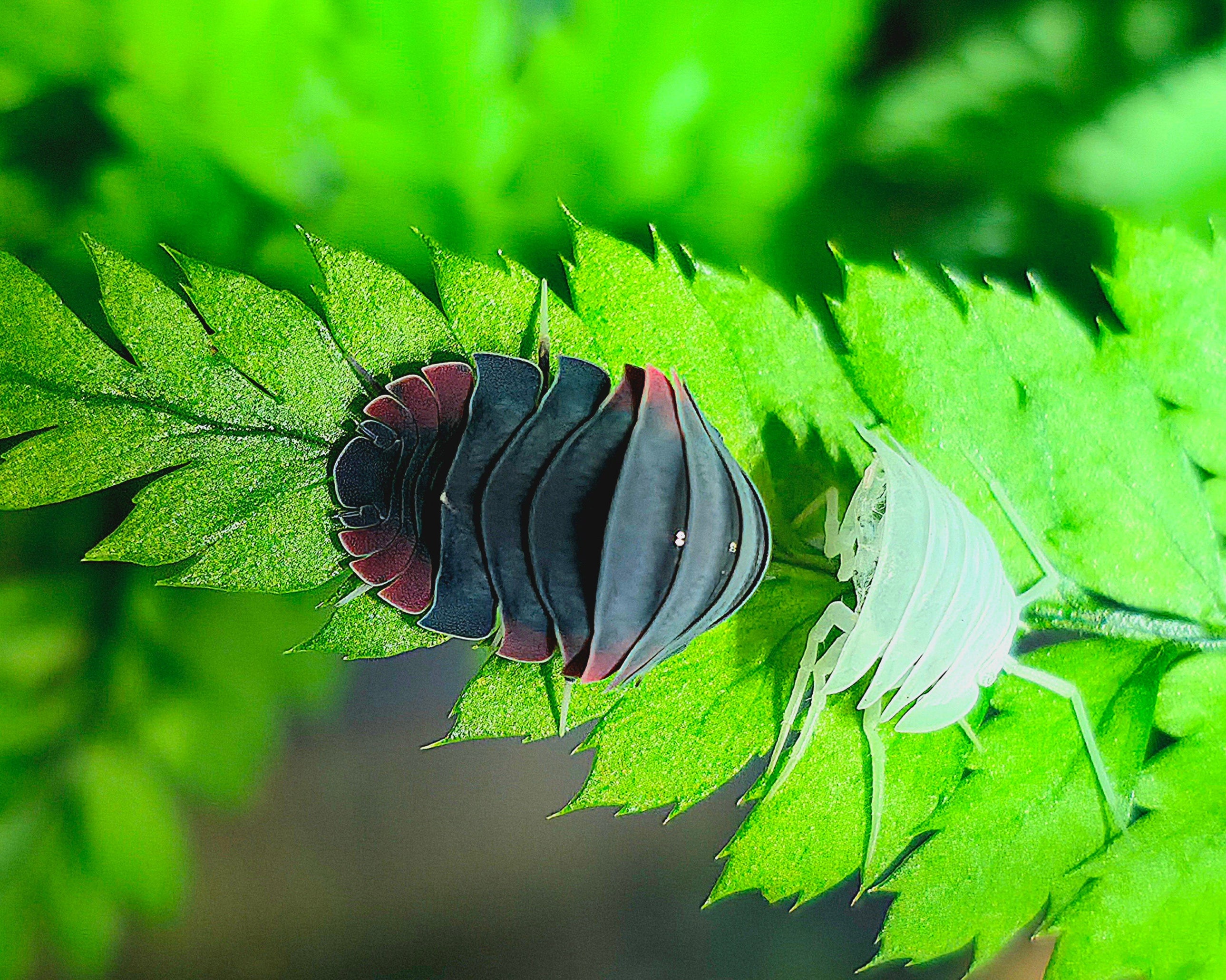 An Ardentiella firewing shedding and sitting on a leaf