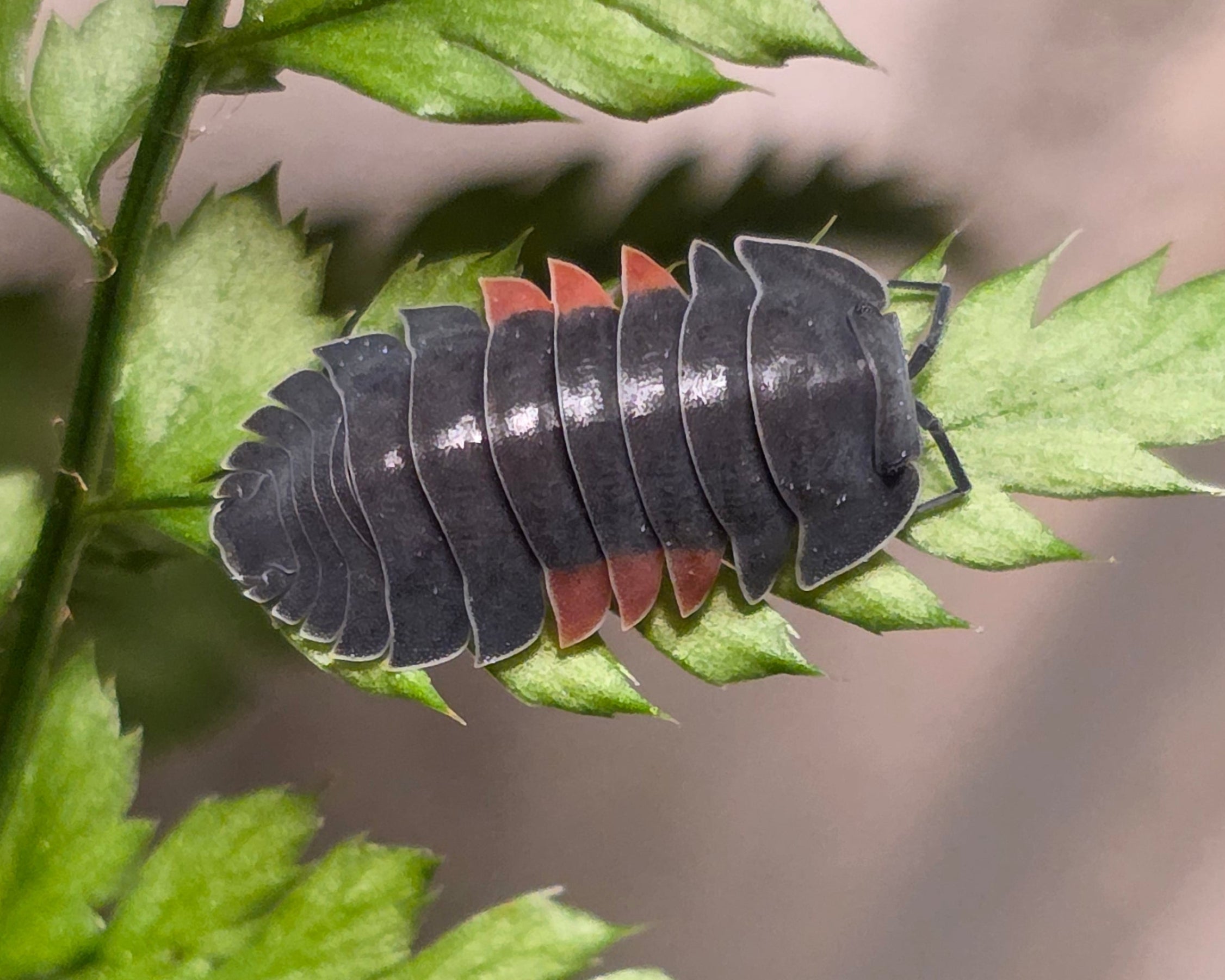 An ardentiella firewing sitting on a leaf