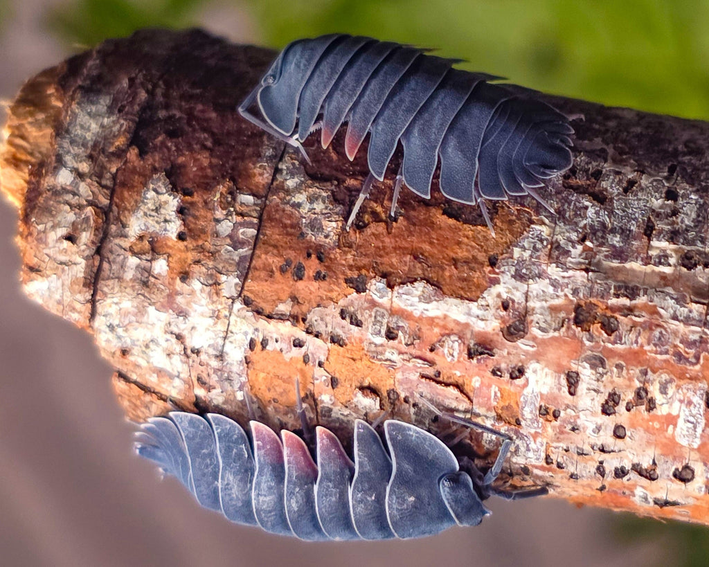 Two firewing isopods