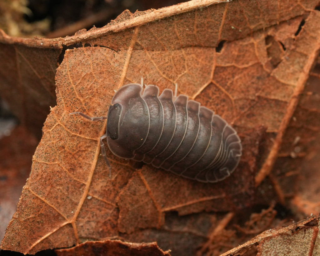 giant marina night on a leaf