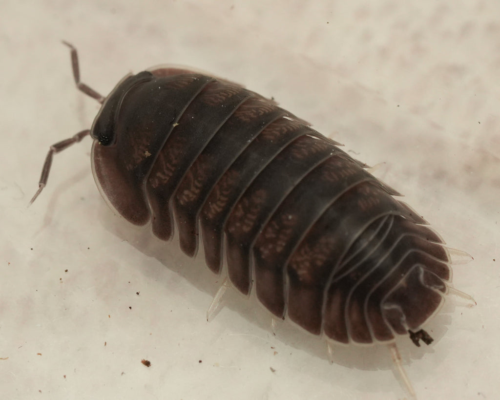 Multicolored pill bug on a beige surface