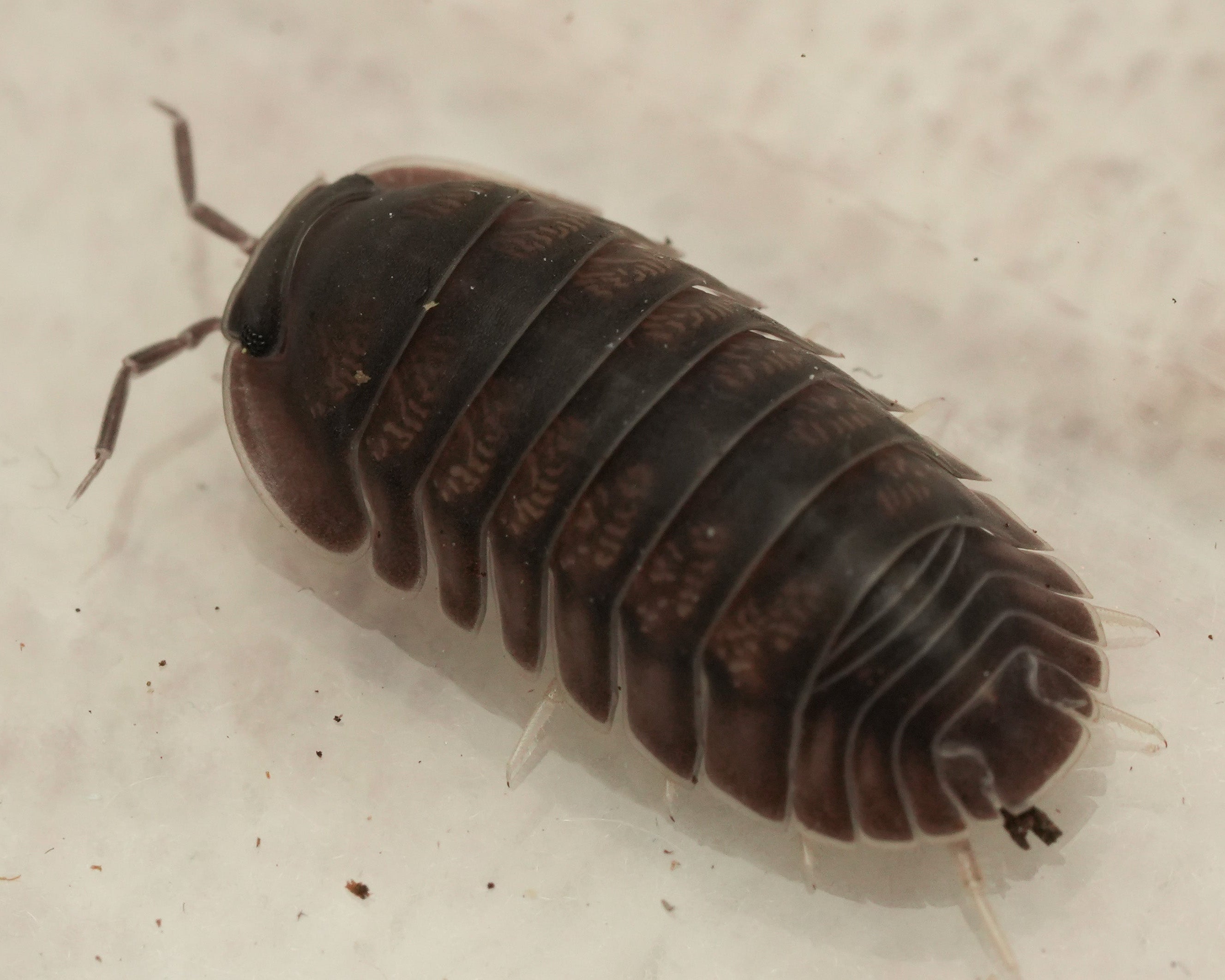 Multicolored pill bug on a beige surface