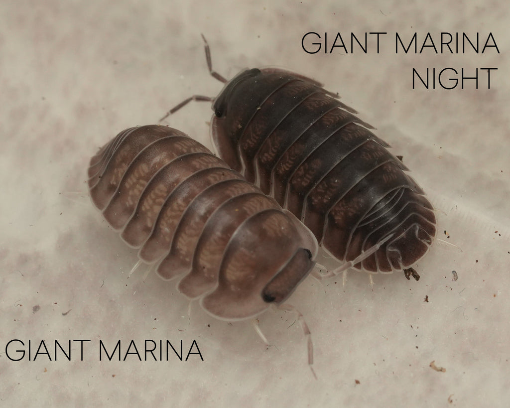 comparison of a giant marina and a giant marina night cubaris isopod
