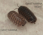 comparison of a giant marina and a giant marina night cubaris isopod