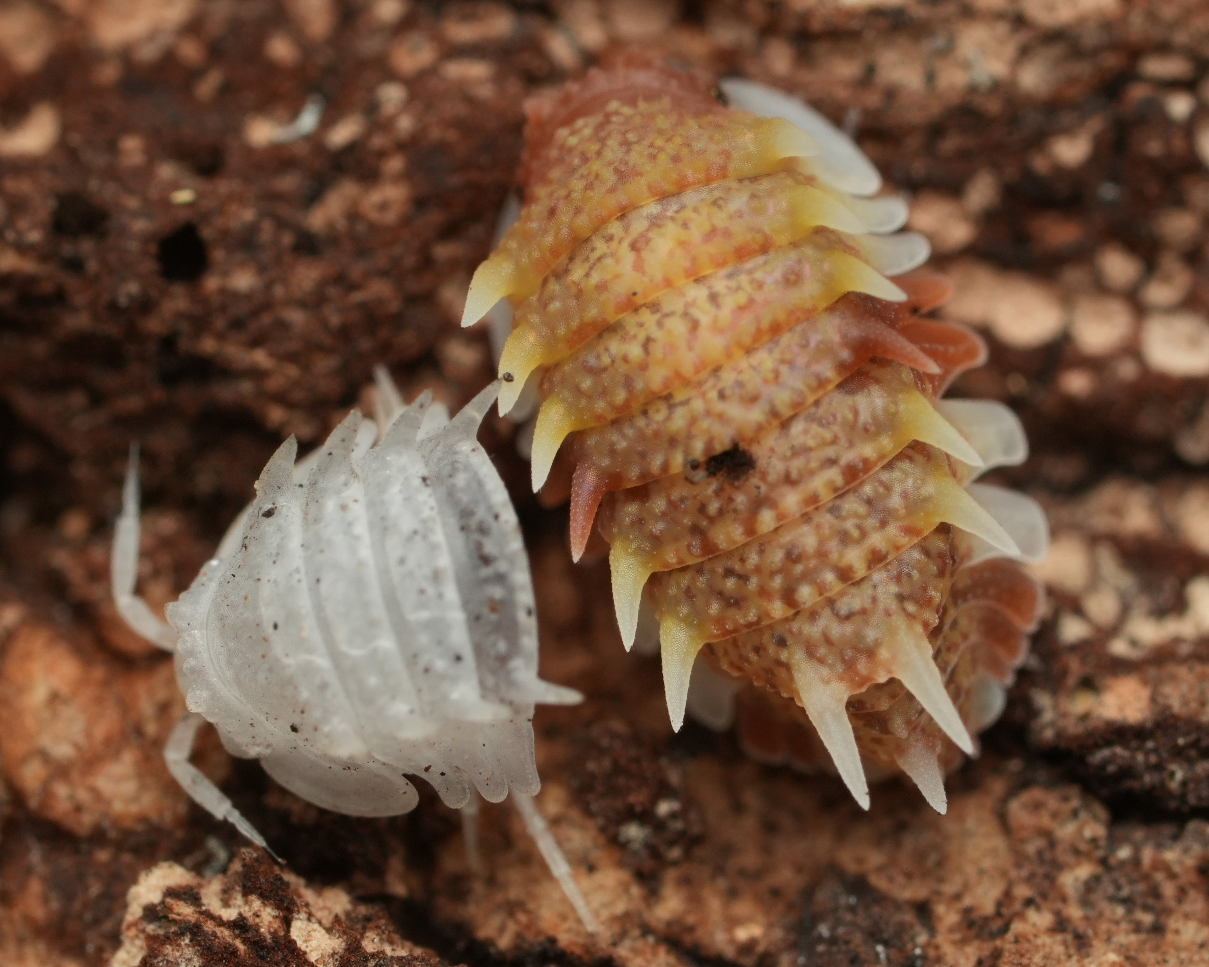 Pseudarmadillo Gillianus isopod shedding