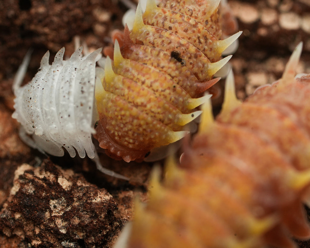 A Pseudarmadillo Gillianus isopods one shedding