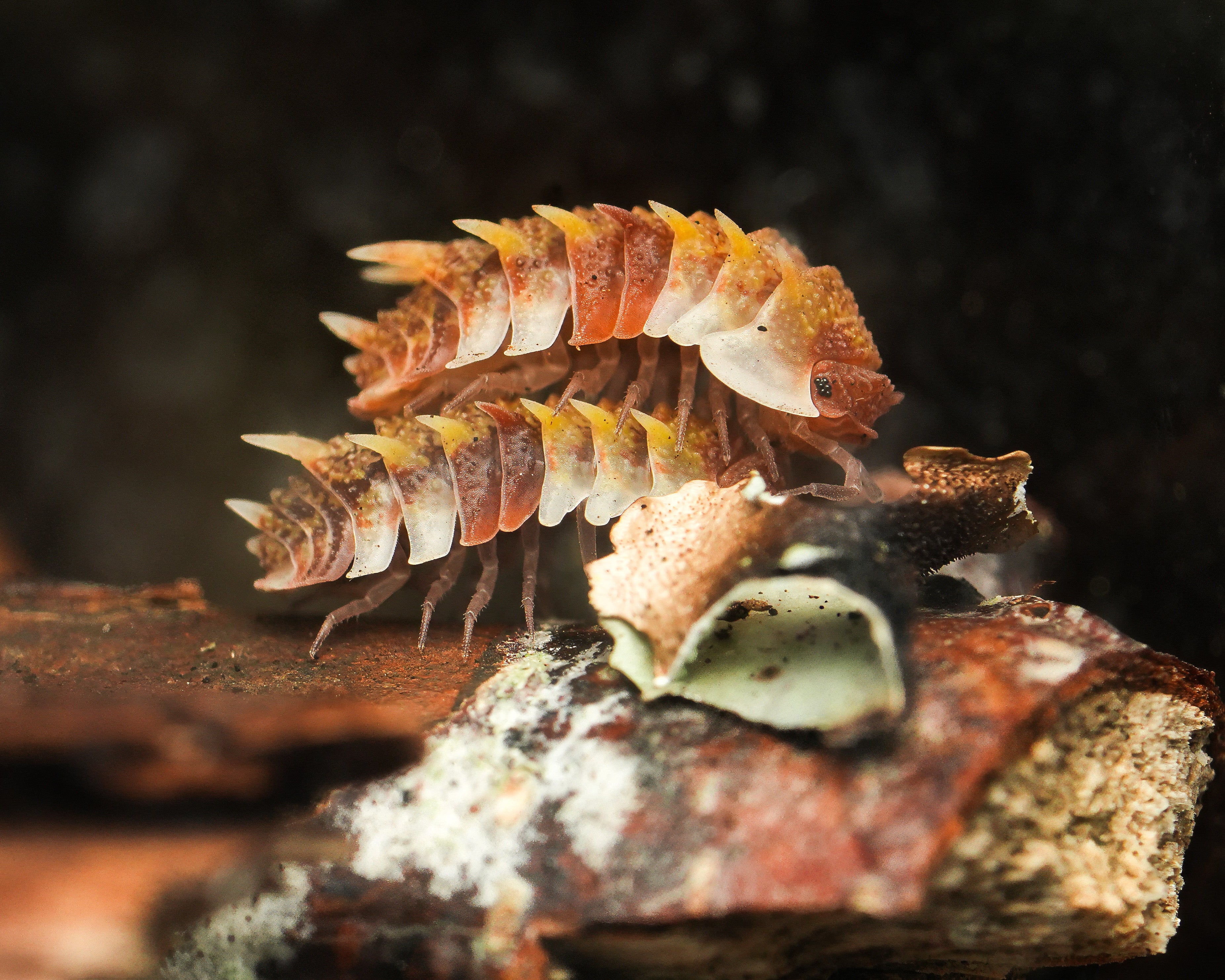 two Pseudarmadillo gillianus isopods one on top of the other