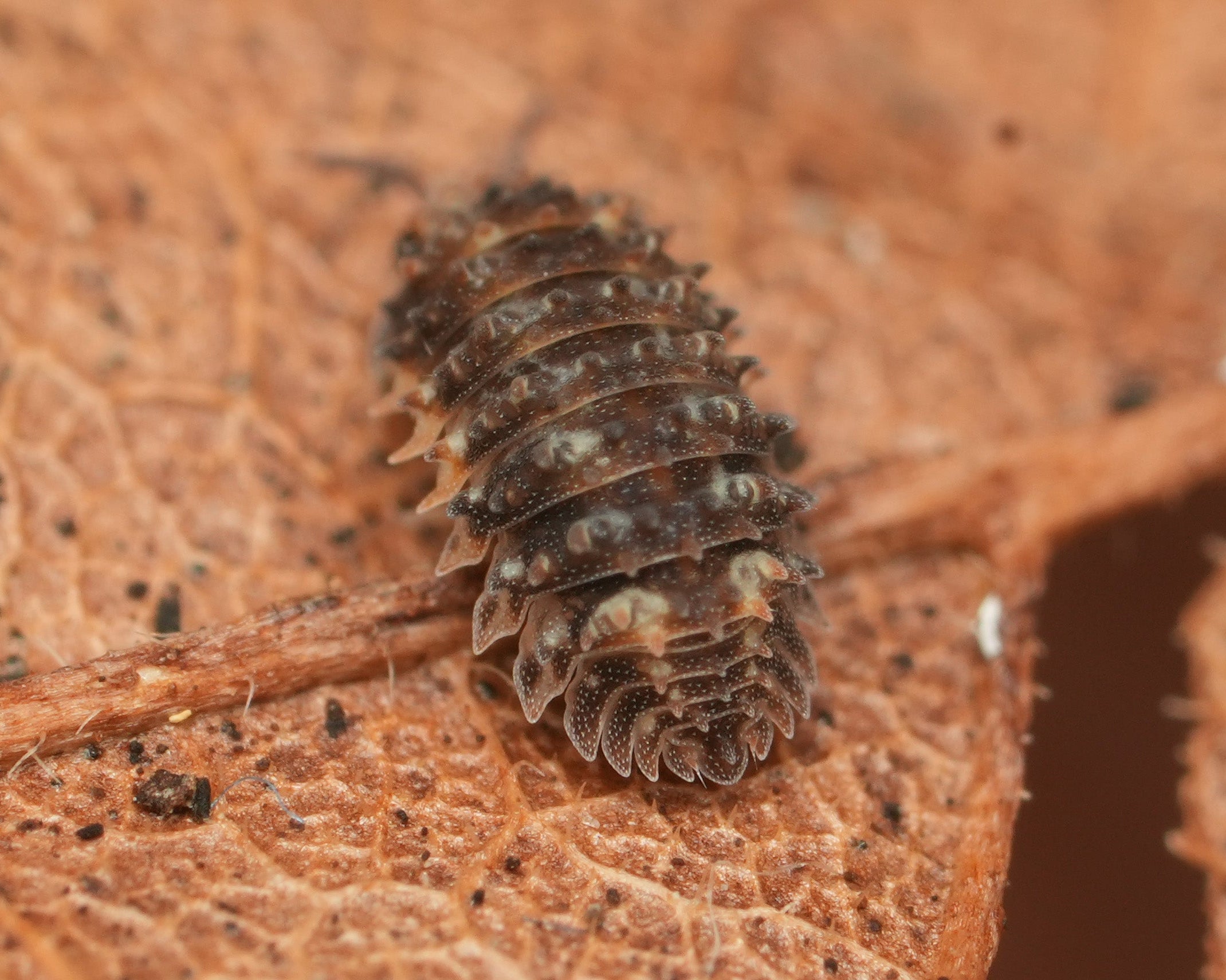 A Goblin Fang isopod sitting on a leaf