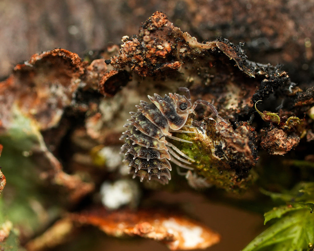 A Goblin Fang isopod eating some lichen