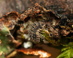 A Goblin Fang isopod eating some lichen