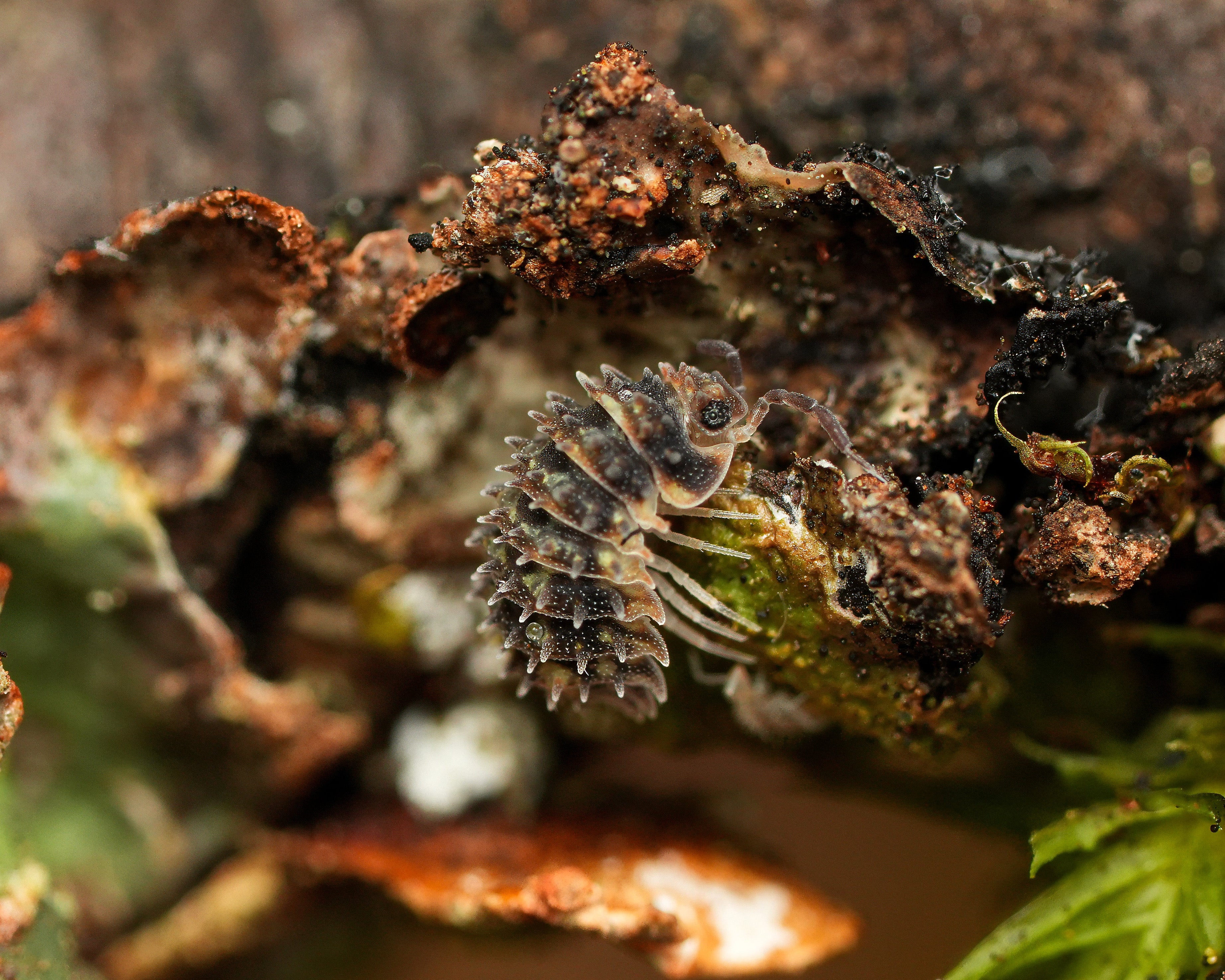 A Goblin Fang isopod eating some lichen