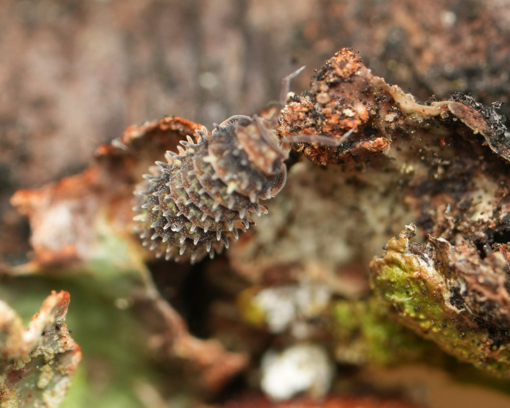 A Goblin Fang isopod eating some lichen
