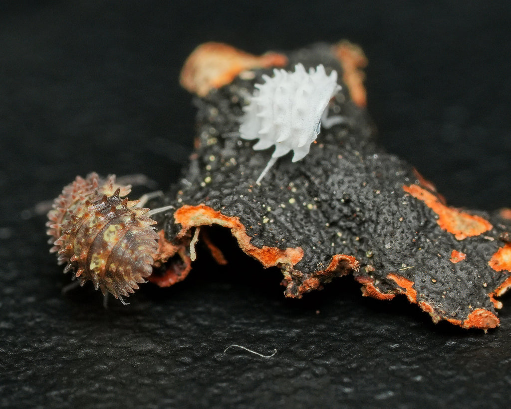 A Goblin Fang isopod that molted