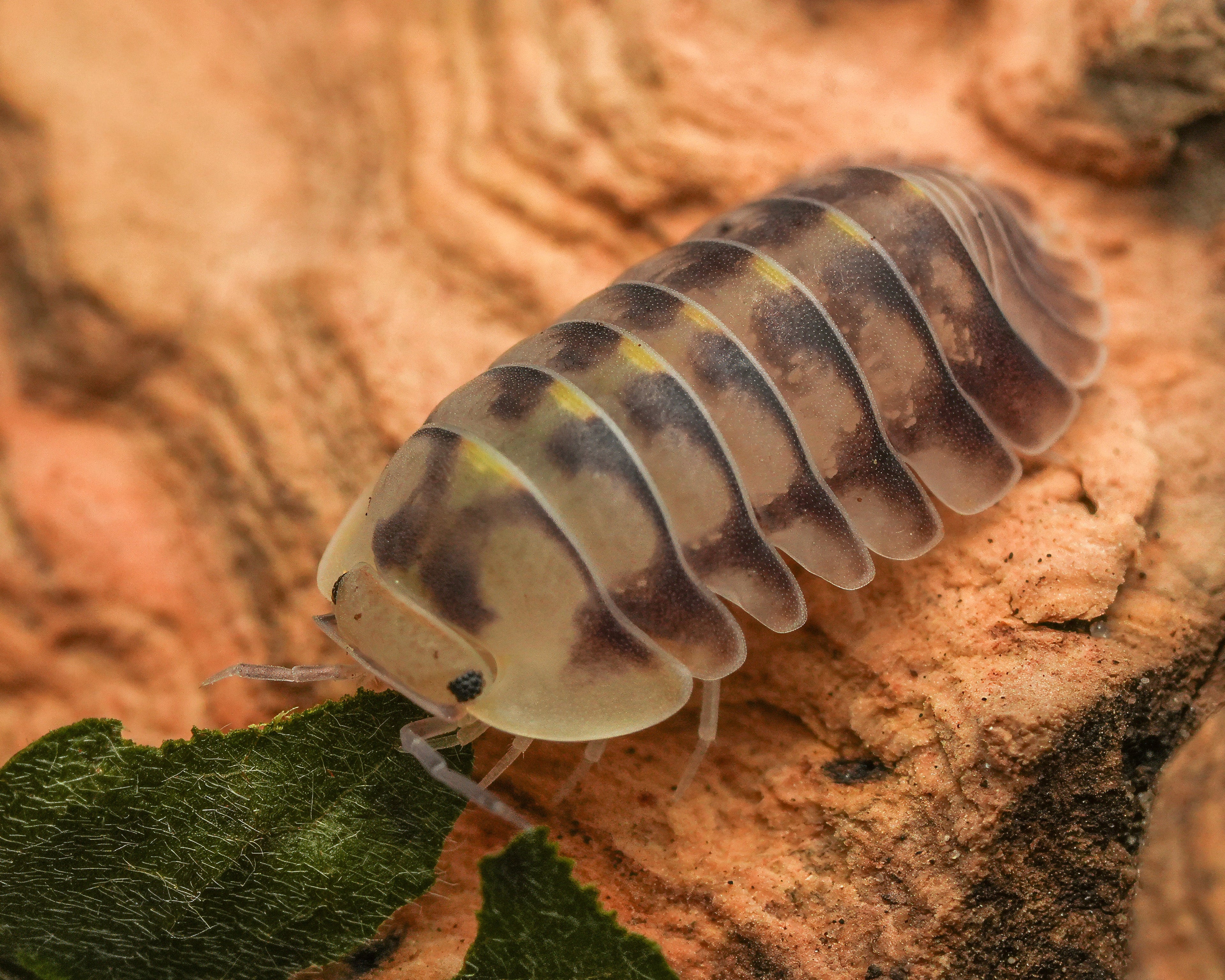 Cubaris Green Laser isopod eating kudzu leaf