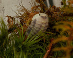 Cubaris Green Laser isopod in green moss