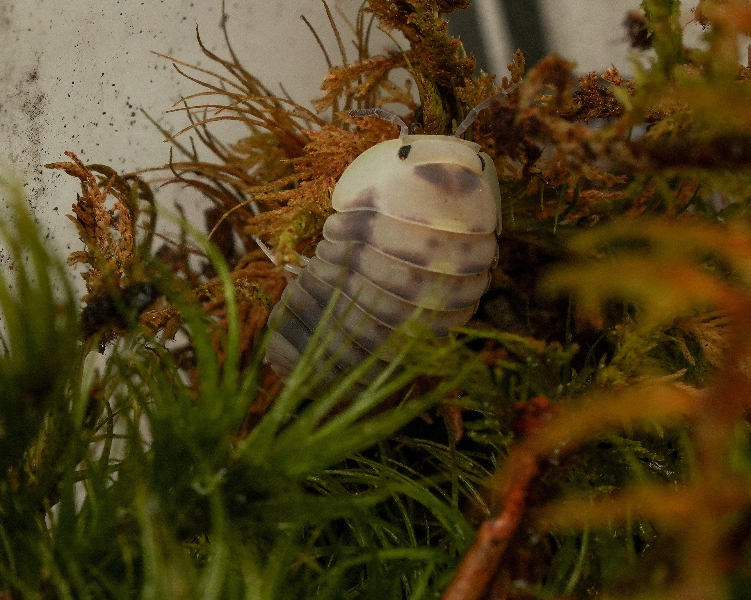 Cubaris Green Laser isopod in green moss