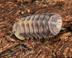 cubaris green laser isopod with springtraills