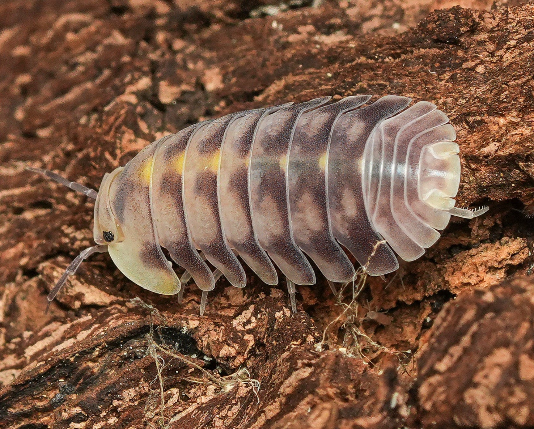 cubaris green laser isopod with springtraills