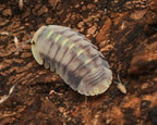 cubaris green laser isopod with springtraills