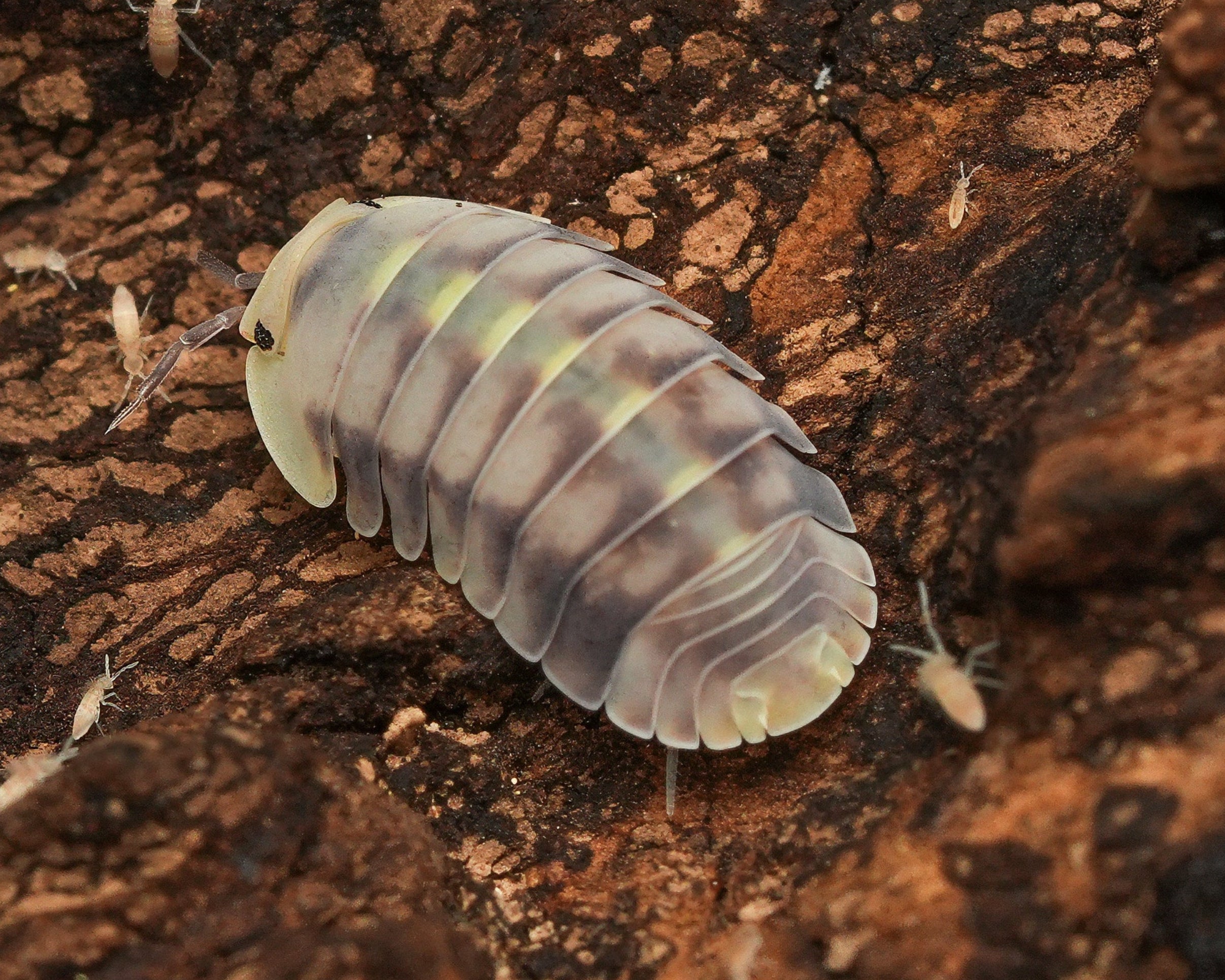 cubaris green laser isopod with springtraills