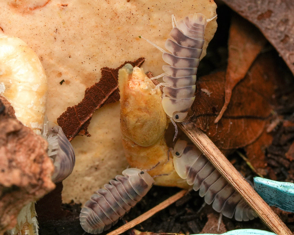 group of green laser isopods eating shrimp
