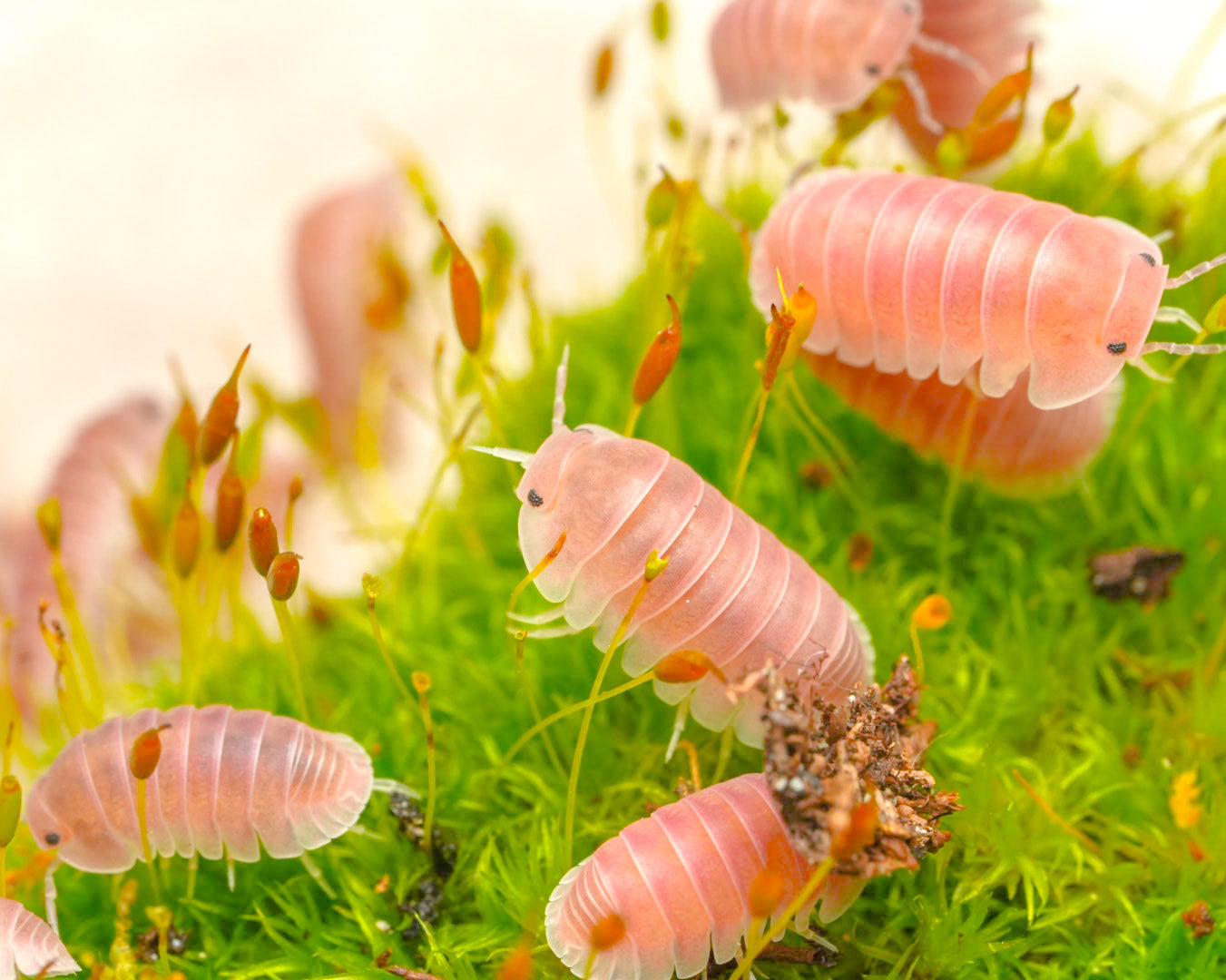 a group cubaris cherry blossom isopods in a meadow of moss