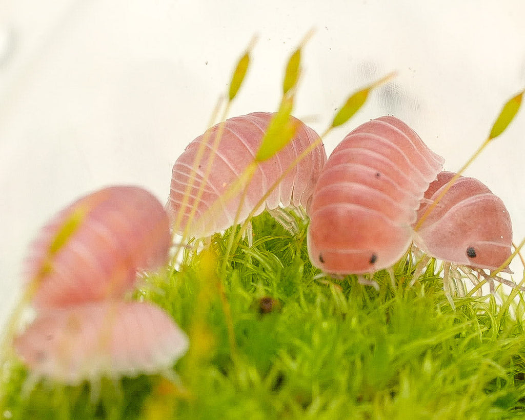 a group cubaris cherry blossom isopods in a meadow of moss