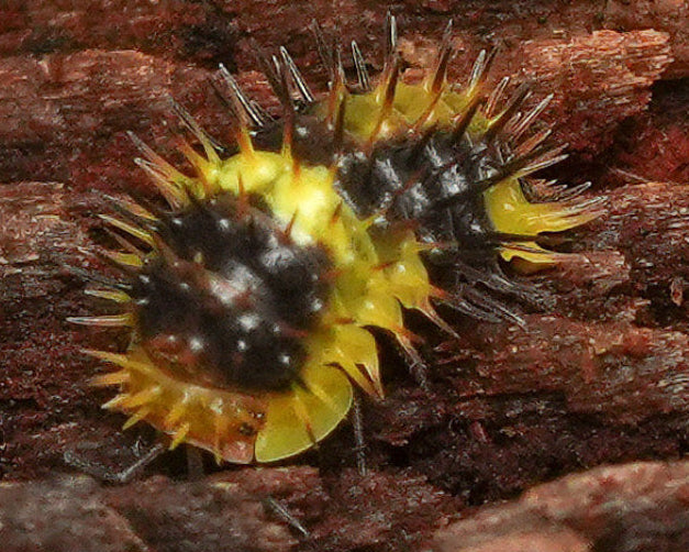 a lemon spiky isopod