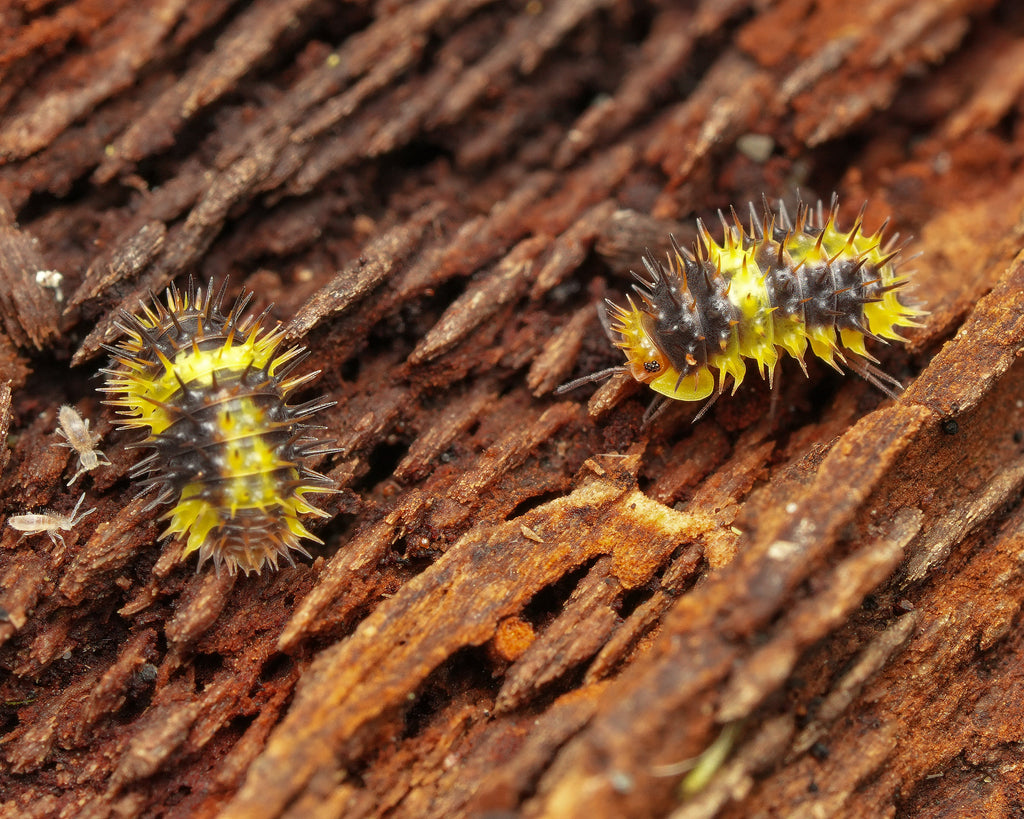 two lemon spiky isopods roaming around on some wood