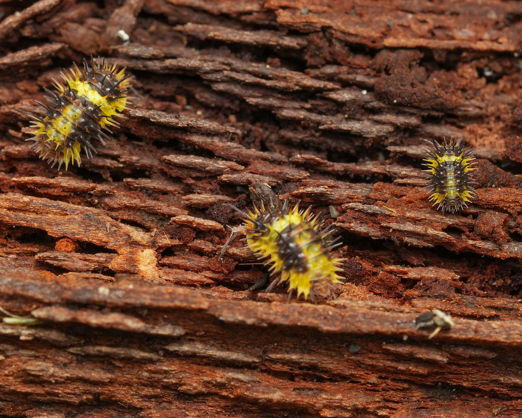 three lemon spiky isopods on some wood