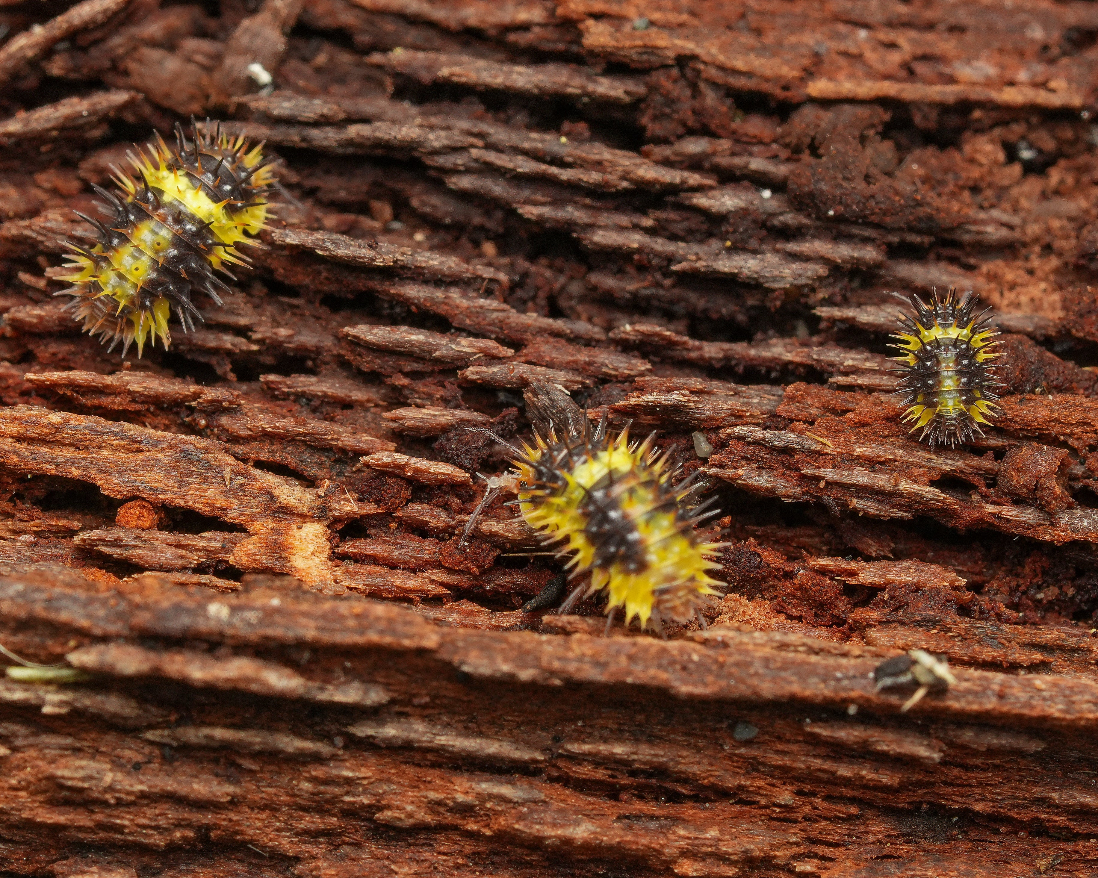 three lemon spiky isopods on some wood
