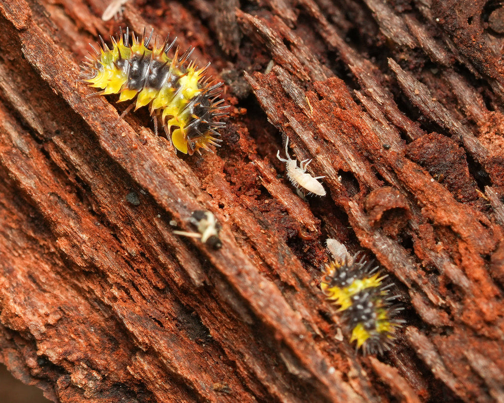 a lemon spiky and its baby