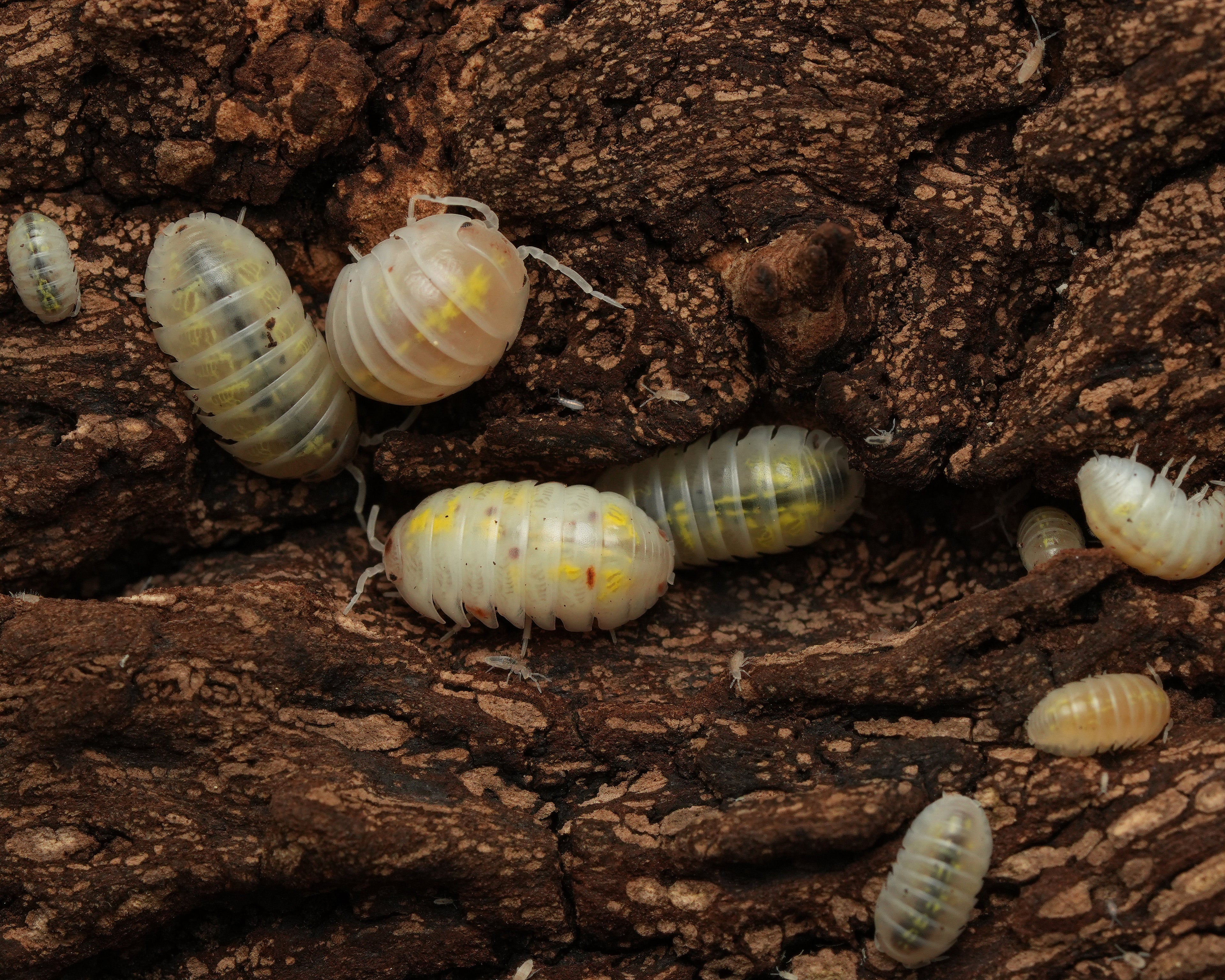 a group of magic potion isopods