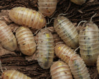 A close-up of a group of magic potion isopods