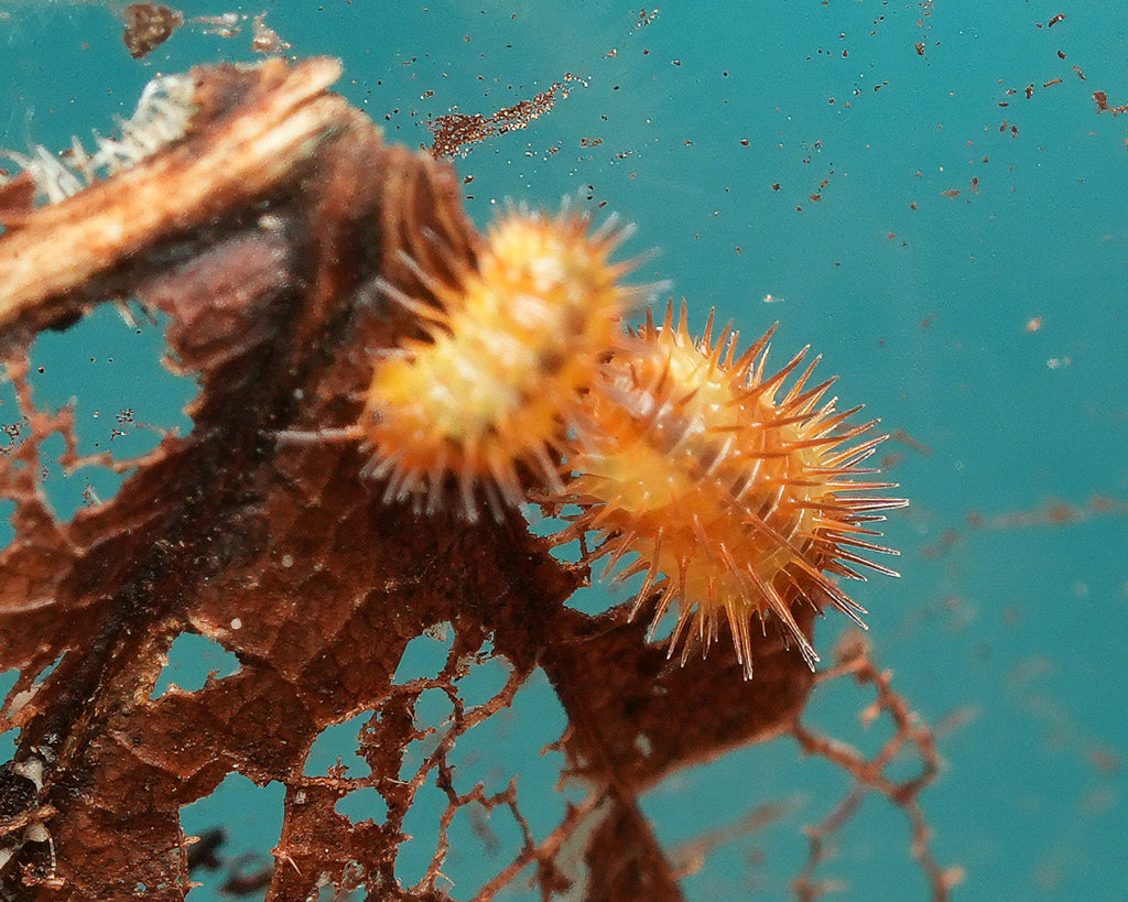 Close-up of magma spiky and a blurred magma spiky with a blue background