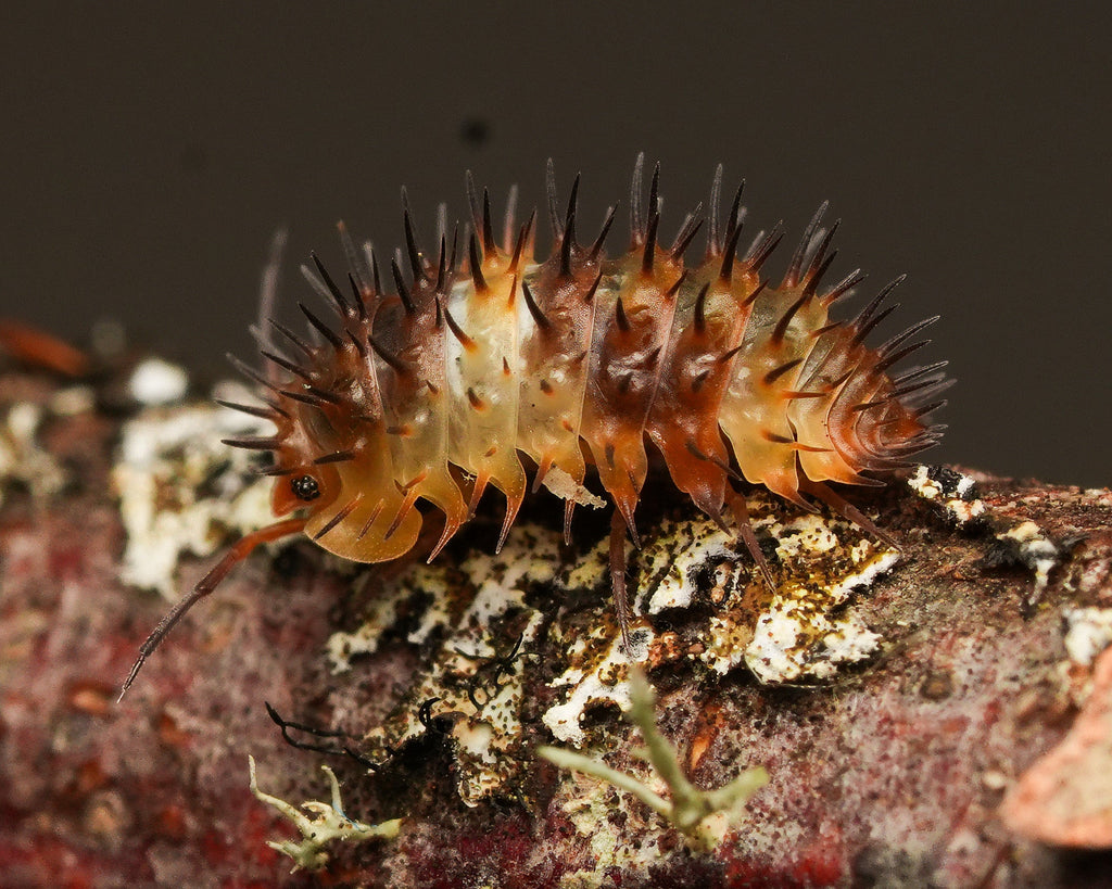 a close up of a magma spiky isopod on some lichen bark