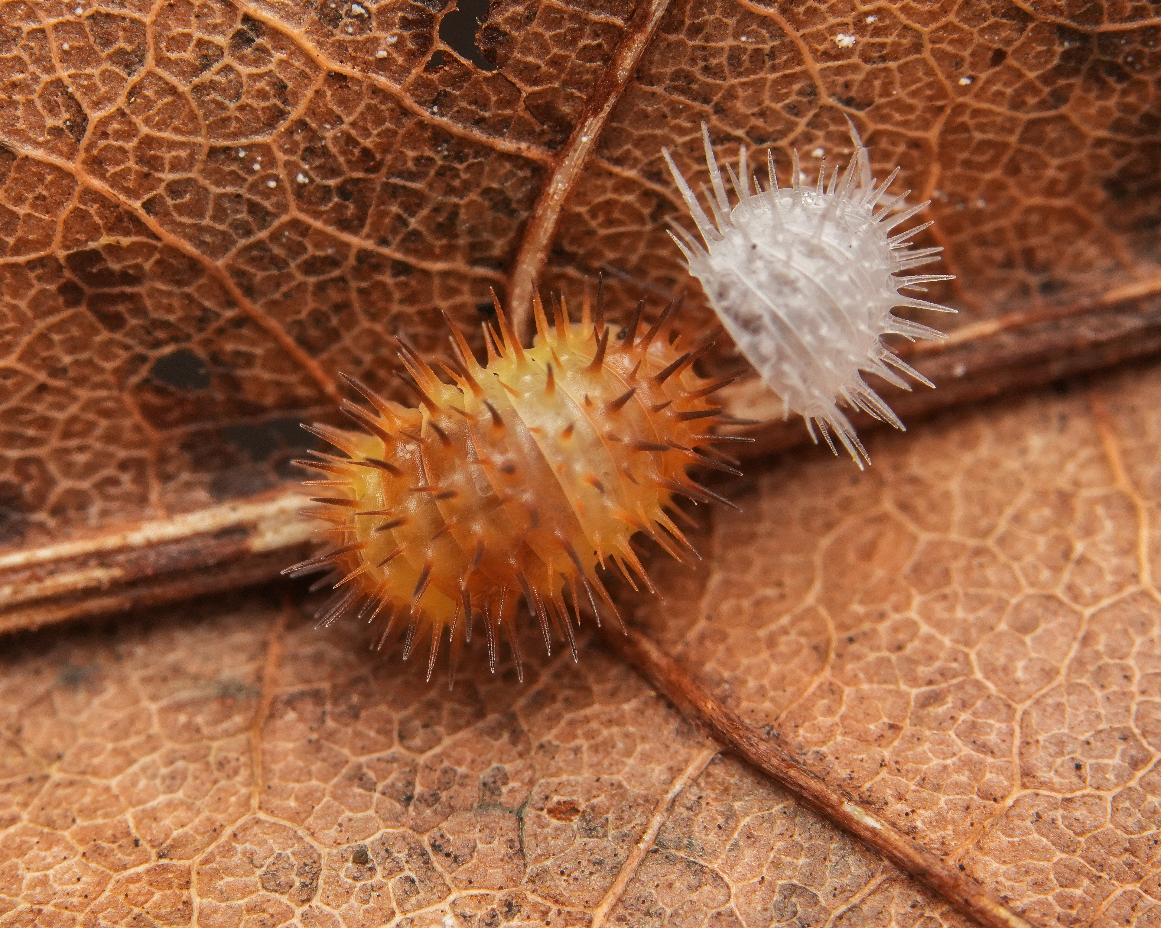 A magma spiky molting on a leaf