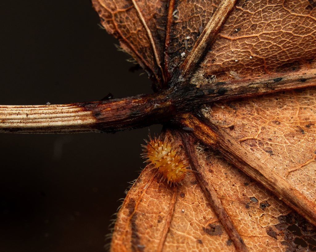 A baby magma spiky on a leaf